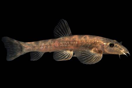 H013A North Sumatra Hillstream Loach (Homalopterula gymnogaster)