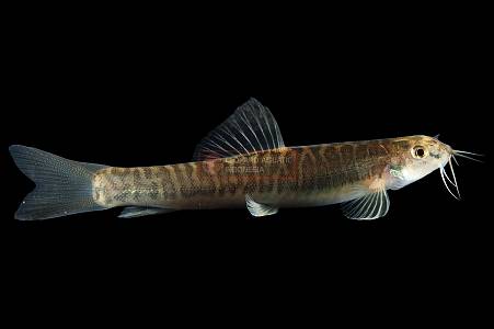 H015A Barred Loach (Nemacheilus fasciatus)