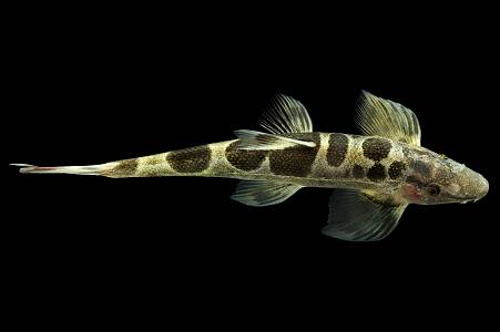 H027A Spotted Sumatran Hillstream Loach (Homaloptera ocellata) no wm