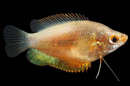 J008A Sunset Gourami (Trichogaster labiosa)