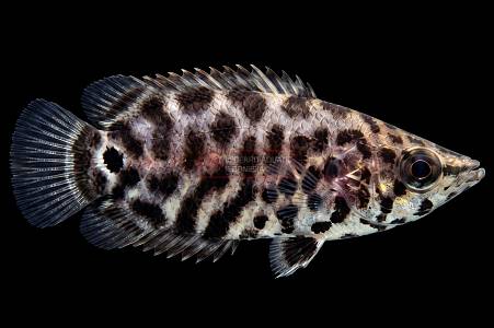 J009A Leopard Bushfish (Ctenopoma acutirostre)