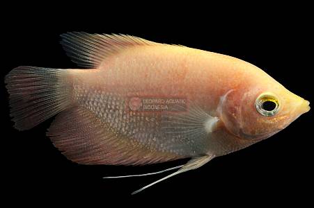 J013A Golden Giant Gourami (Osphronemus goramy)