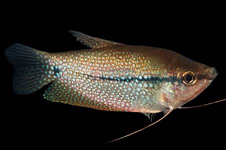 J015A Pearl Gourami (Trichogaster leeri)