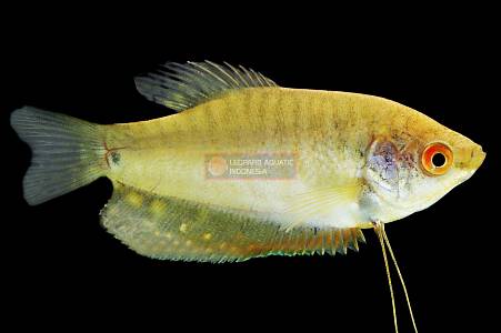 J016A Golden Strain Gourami (Trichopodus trichopterus)