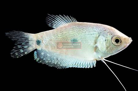 J018A White Strain Gourami (Trichopodus trichopterus)