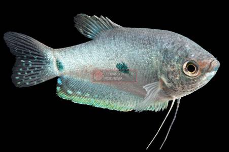 J019A Blue Strain Gourami (Trichopodus trichopterus)