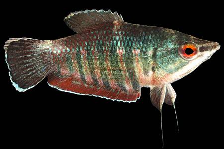 J035A Sphaerichtys vailanti (Sphaerichthys vailanti)