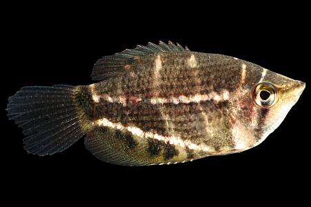 J036A Sphaericthys selatanensis (Sphaerichthys selatanensis)