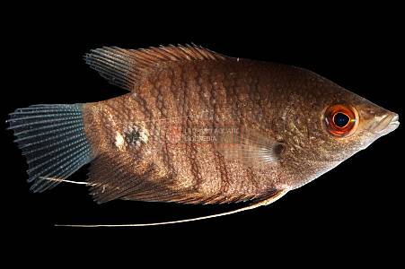 J239A Borneo Red Giant Gourami (Osphronemus septemfasciatus)