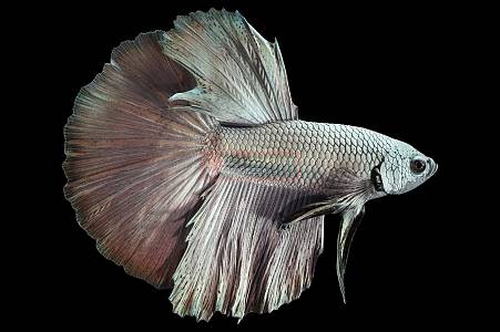 J265ABetta Copper Super Delta Male