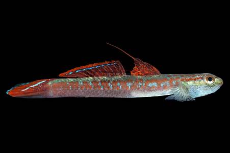 K019A Annie_s Goby (Stiphodon annieae)