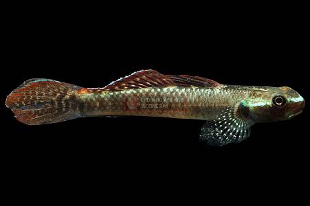 K038A Palauan Riffle Goby (Stiphodon pelewensis)