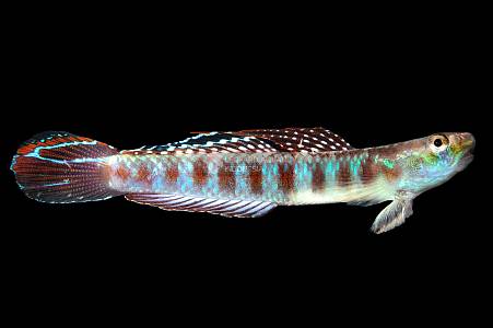 K053A Golden Red Neon Goby (Stiphodon rutilareus)