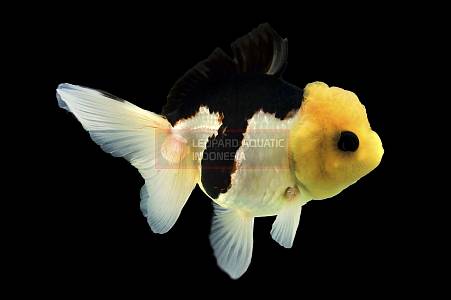 Oranda Panda