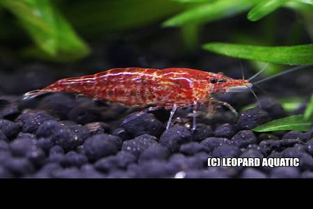 Red-cherry-shrimp