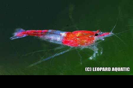 Red Rilli Shrimp