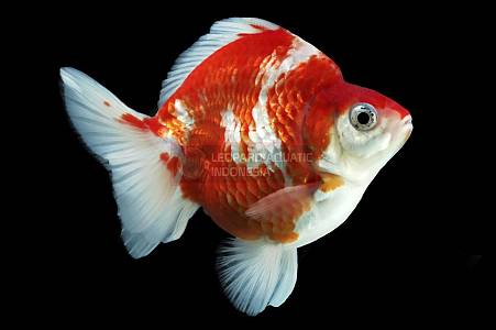 Ryukin Red And White