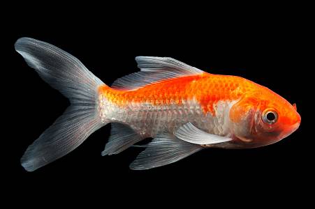 S001A Red & White Comet Goldfish