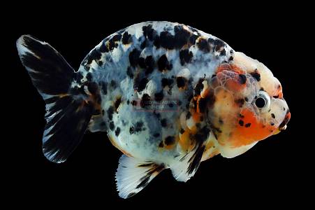 S016D Calico Ranchu