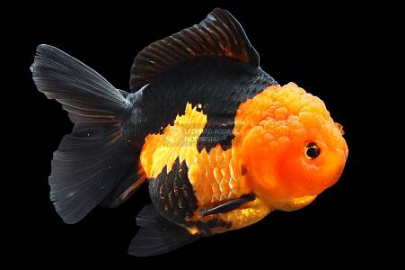 S017D Orange Black Oranda