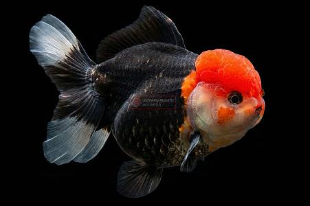 S019D Red Black Apache Oranda