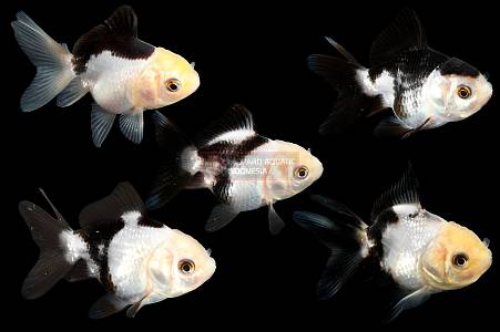 S020A Panda Oranda