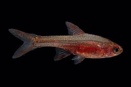 T021A Rasbora Axelrodi Red (Sundadanio rubellus)