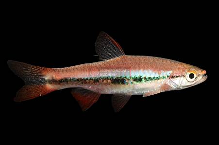 T027A Rasbora patrickyapi