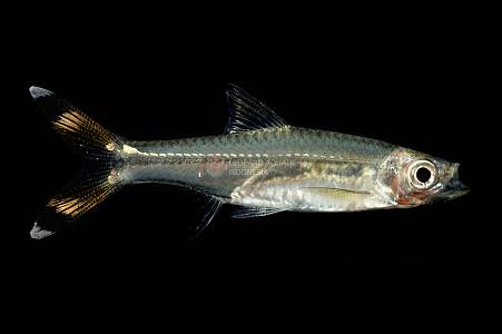 T032C Red Giant Scissortail Rasbora (Rasbora caudimaculata)