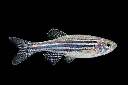 U001A Zebra danio (Brachydanio rerio)