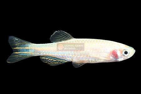 U002A Zebra danio Albino (Brachydanio rerio)
