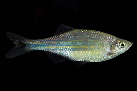 U004A Giant danio (Devario aequipinnatus)