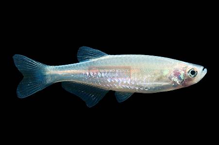 U005A Kerrs danio (Brachydanio kerri)