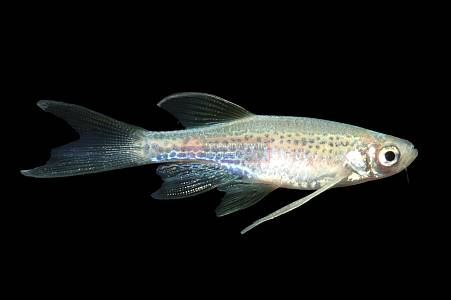 U006A Leopard danio (Brachydanio rerio )