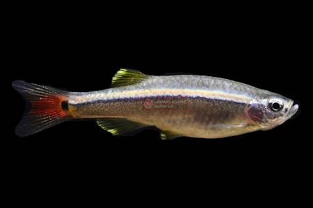 U008A White Cloud Mountain (Tanichthys albonubes)