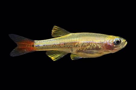 U010A White Cloud Mountain Golden (Tanichthys albonubes)