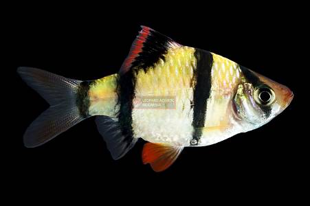 U013A Tiger Barb (Puntigrus tetrazona)