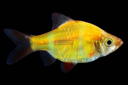 U014A Tiger Barb Albino (Puntigrus tetrazona)
