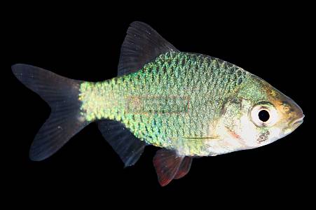 U015A Green Tiger Barb (Puntigrus tetrazona)