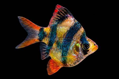 U017A Tiger Barb Balloon (Puntigrus tetrazona)