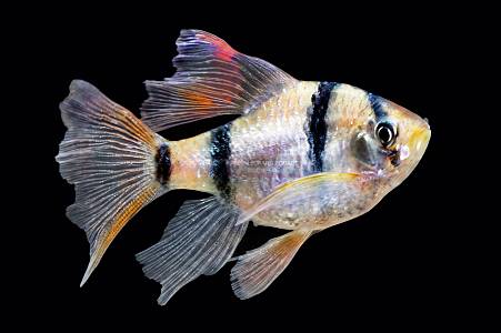 U018A Tiger Barb Longfin (Puntigrus tetrazona)