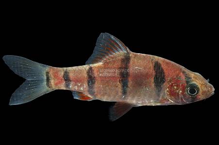 U020A Five Banded Barb (Desmopuntius pentazona)