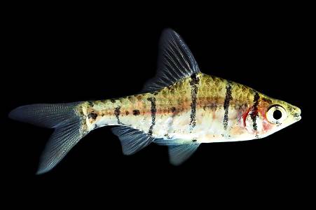 U022A Eight Banded Barb (Eirmotus octozona)