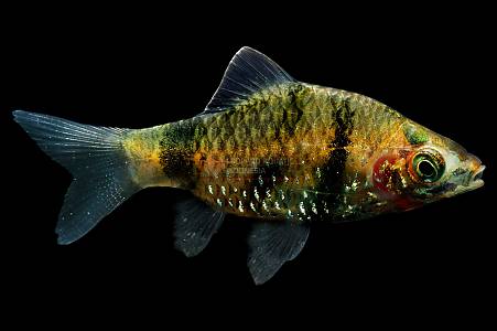 U025A Black Ruby Barb (Puntius nigrofasciatus)