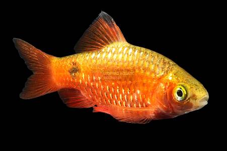U026A Rosy Barb (Pethia conchonius)