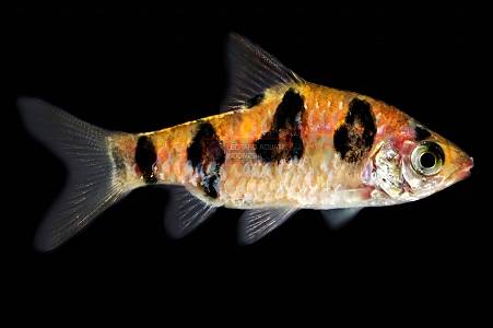 U028A Rhombo Barb (Desmopuntius rhomboocellatus)