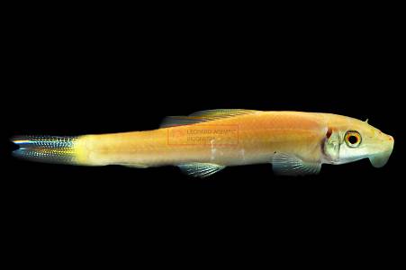 U031A Golden Algae Eater (Gyrinocheilus aymonieri)