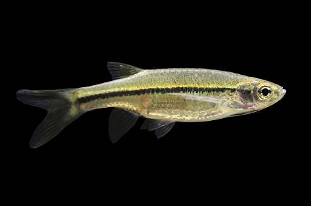 U034A Stripped Flying Barb (Esomus metalicus)
