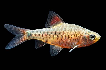 U037A Checkered Barb (Oliotius oligolepis)