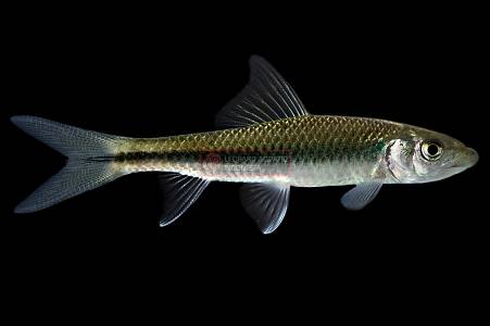 U038A Borneo Horned Carp (Schismatorhynchos heterorhynchos)